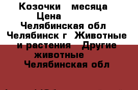 Козочки 2 месяца › Цена ­ 3 000 - Челябинская обл., Челябинск г. Животные и растения » Другие животные   . Челябинская обл.